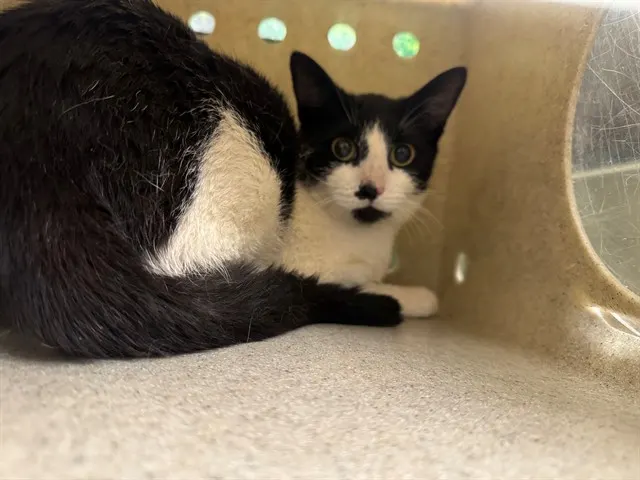 Adoptable Cat