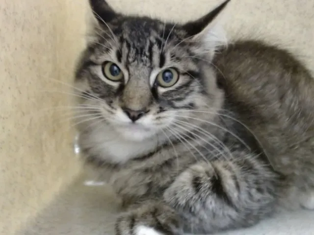 Adoptable Cat