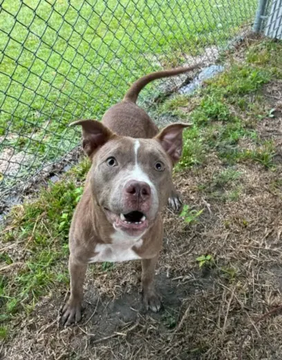 Adoptable Dog