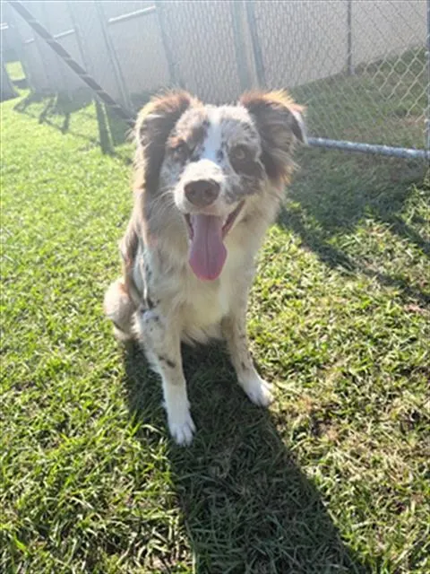 Adoptable Dog