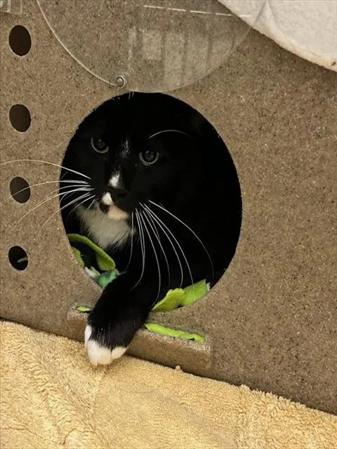 Wilson