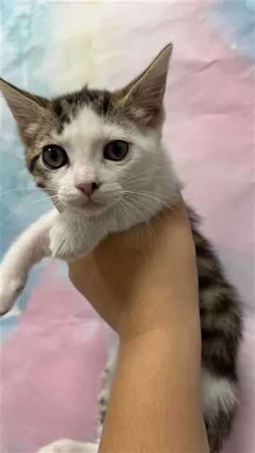 *Muffin