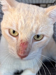 Adoptable Cat