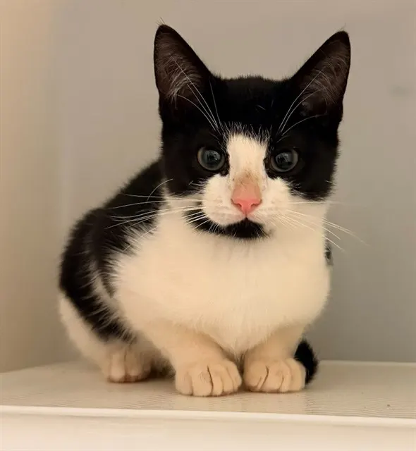 Sylvester