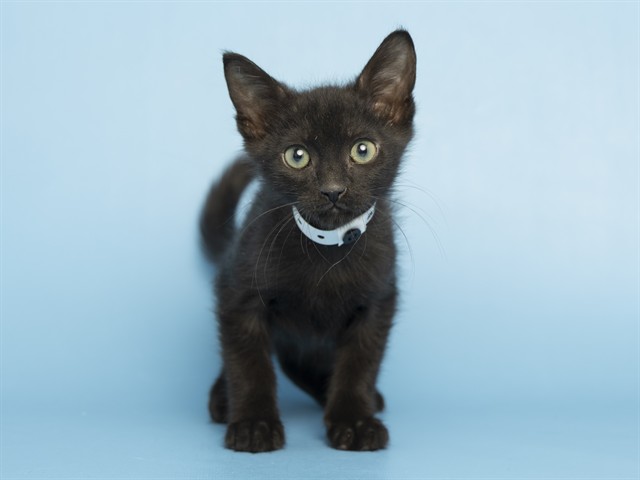 Binx