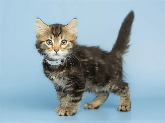 Frankie