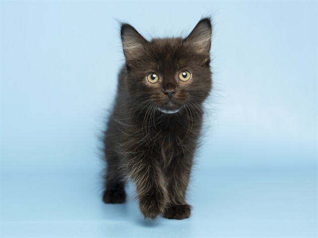 Nova
