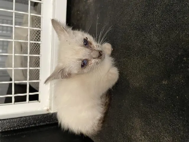 Clover