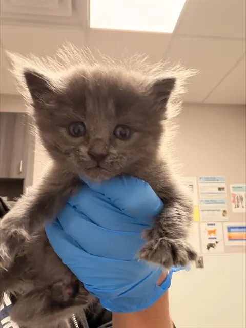 Kit