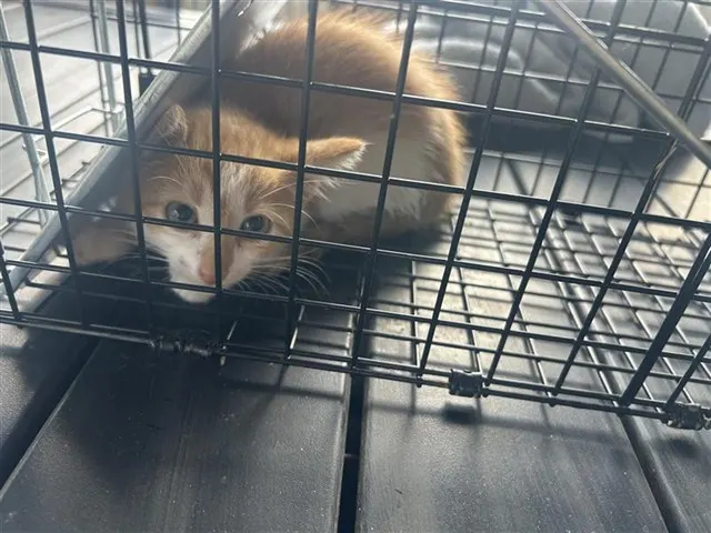 Adoptable Cat
