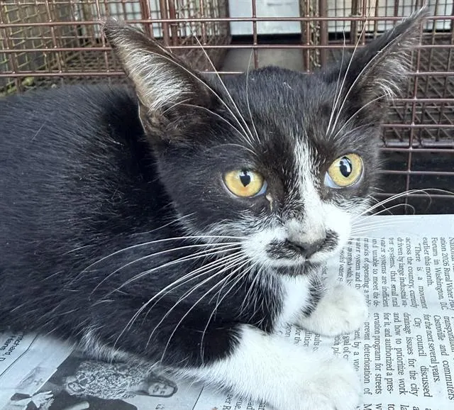 Whiskers