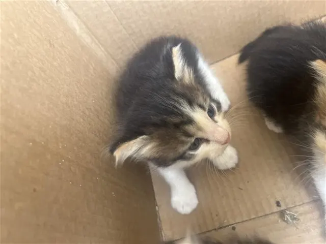 Oscar