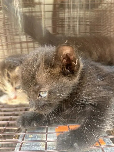 Adoptable Cat