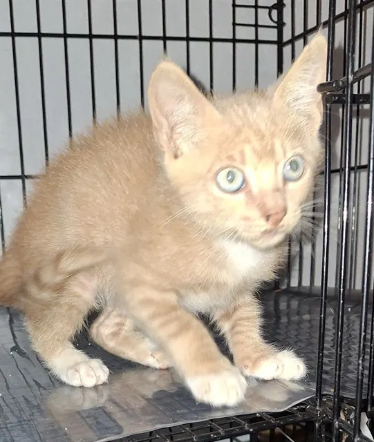 Ginger Snap