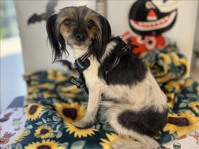 Oreo