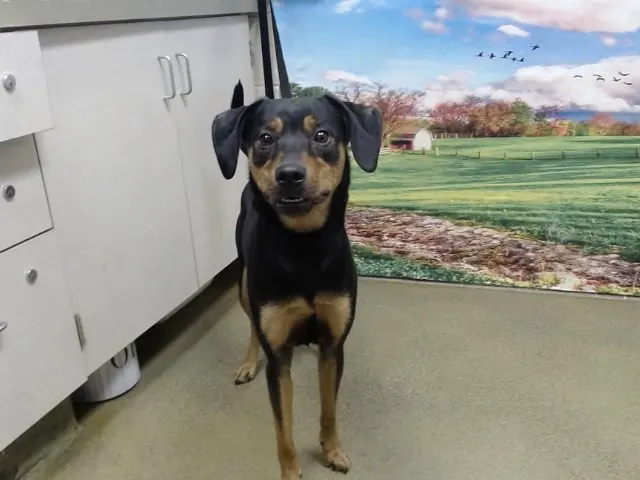 Adoptable Dog