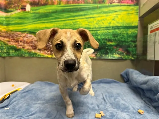 Adoptable Dog