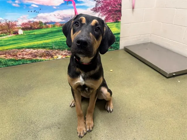 Adoptable Dog