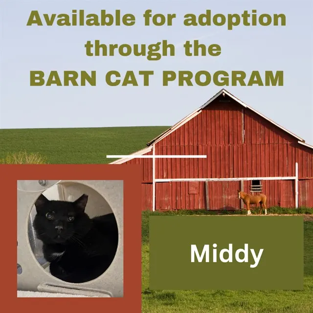 Middy