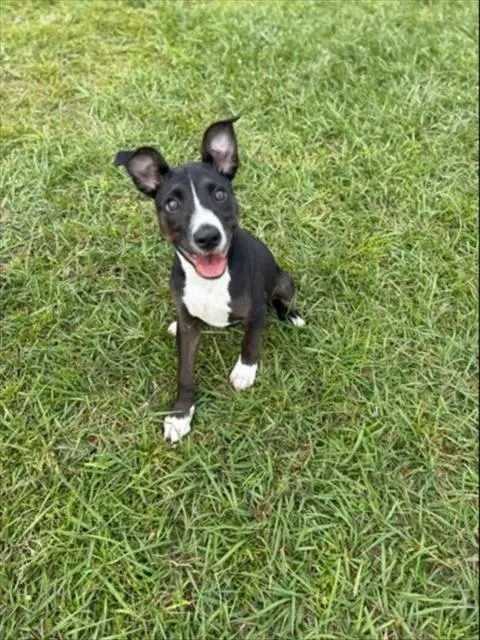 Adoptable Dog