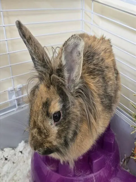 Adoptable Other