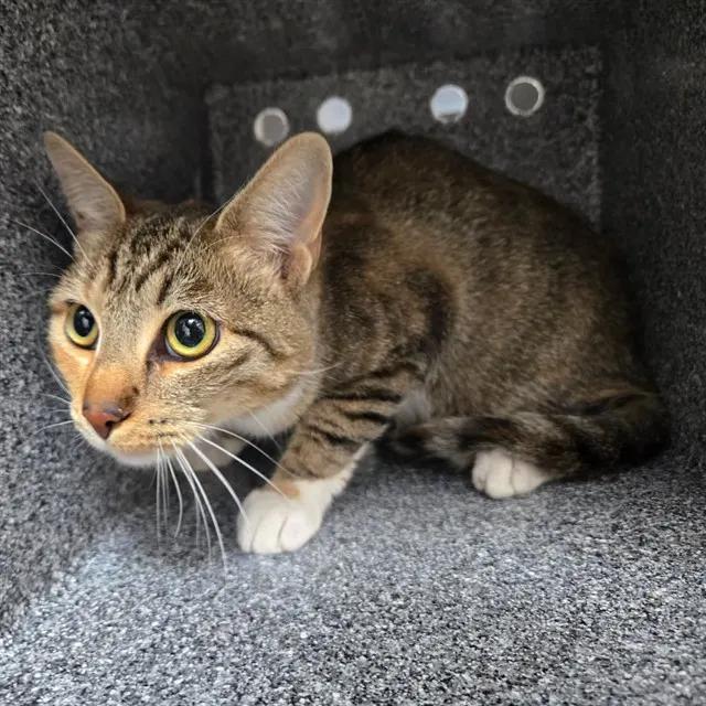 Adoptable Cat
