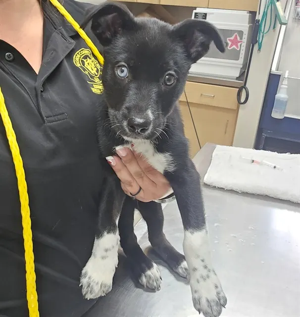 Adoptable Dog