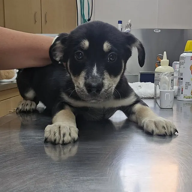 Adoptable Dog