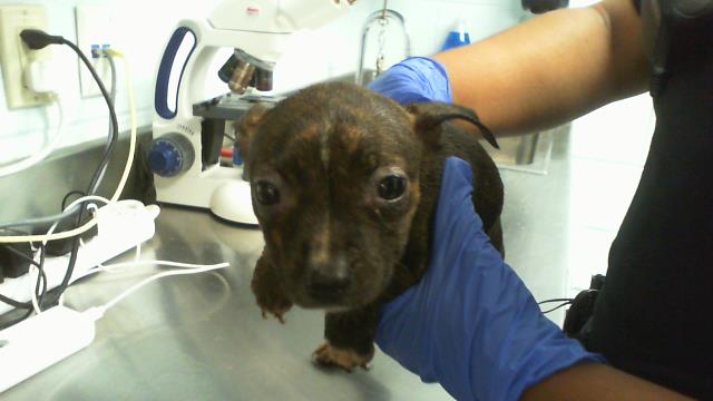 Adoptable Dog