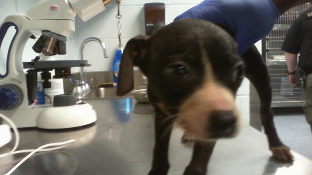 Adoptable Dog