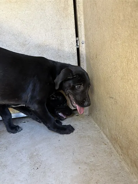 Adoptable Dog