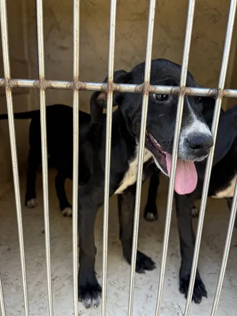 Adoptable Dog