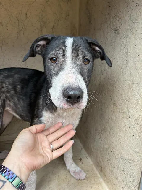 Adoptable Dog
