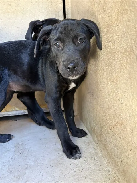 Adoptable Dog