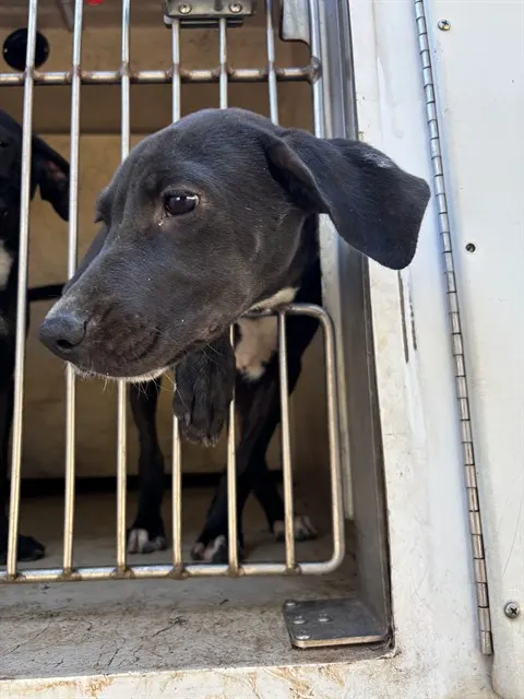 Adoptable Dog