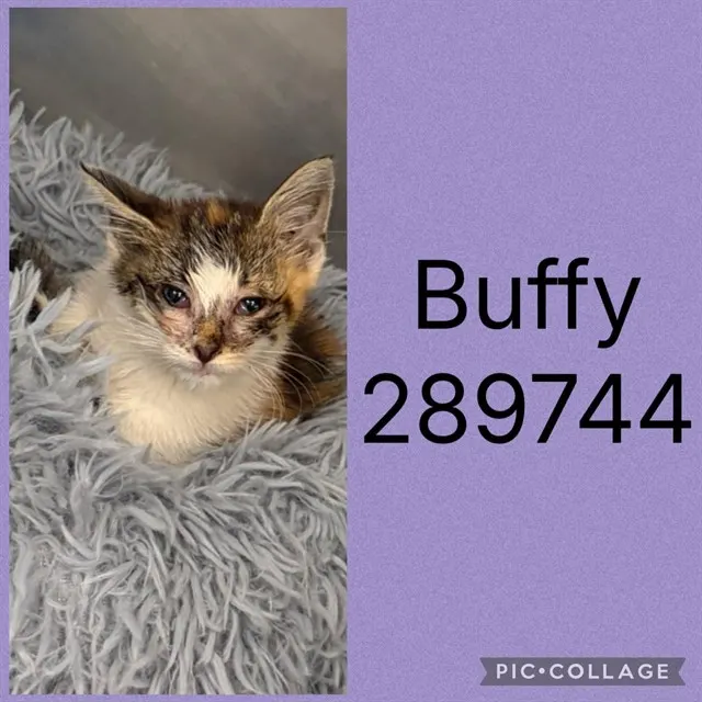 Buffy