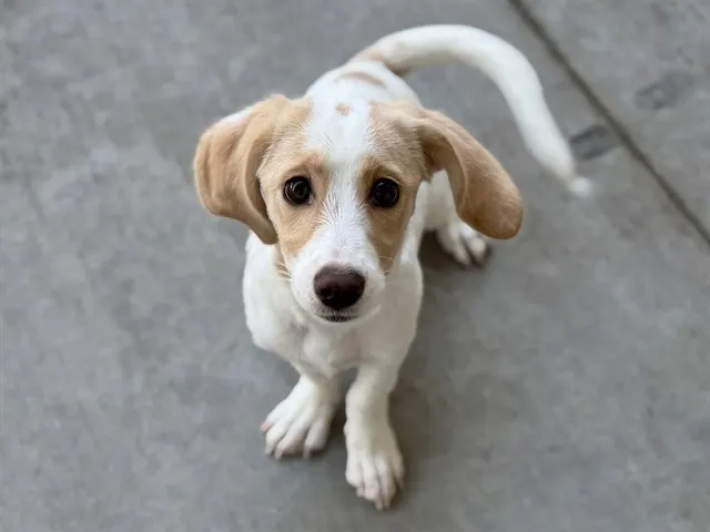 Adoptable Dog