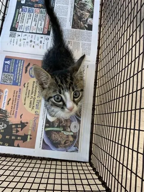 Adoptable Cat