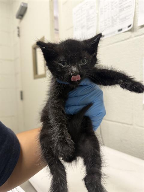 Zorro