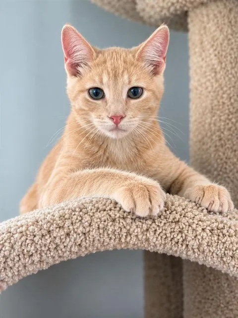 Sultan