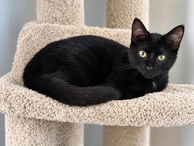 Rajah