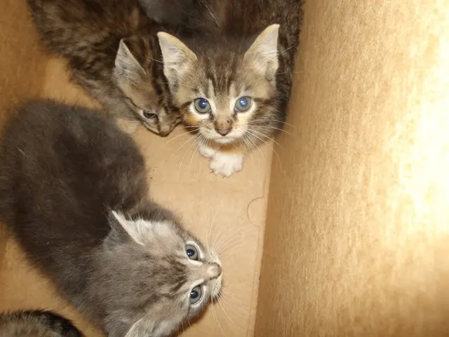 Adoptable Cat