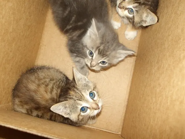 Adoptable Cat