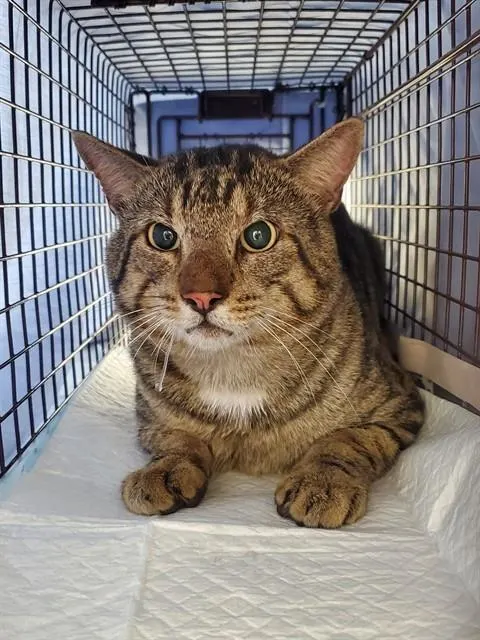 Adoptable Cat