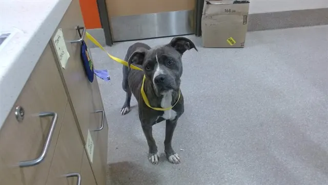 Adoptable Dog