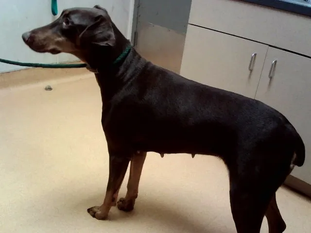 Adoptable Dog