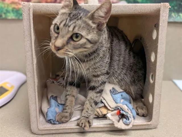 Adoptable Cat
