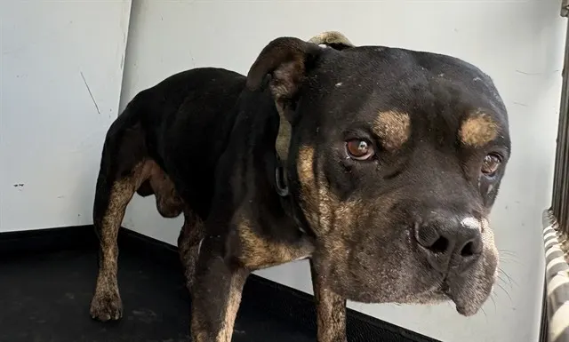 Adoptable Dog