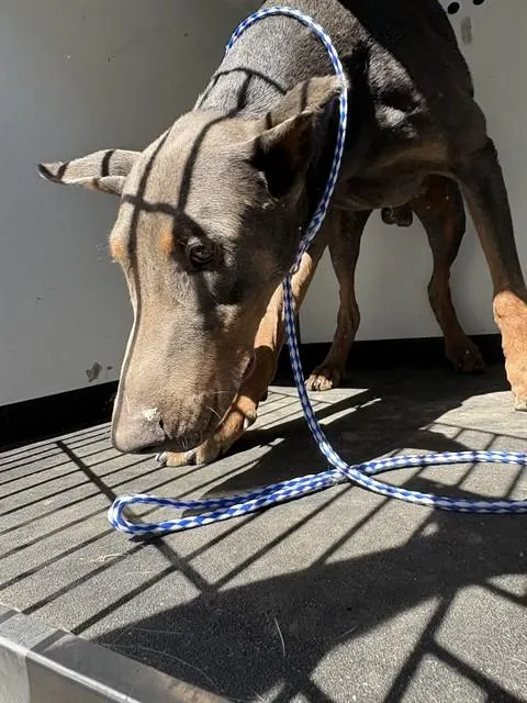 Adoptable Dog