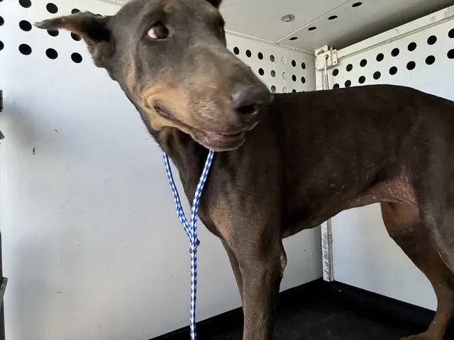 Adoptable Dog